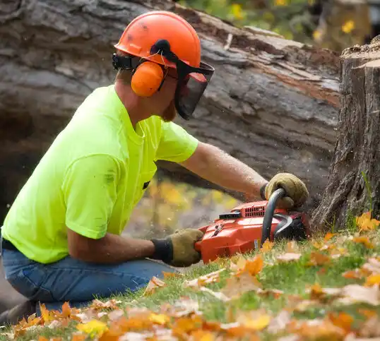 tree services Dix Hills